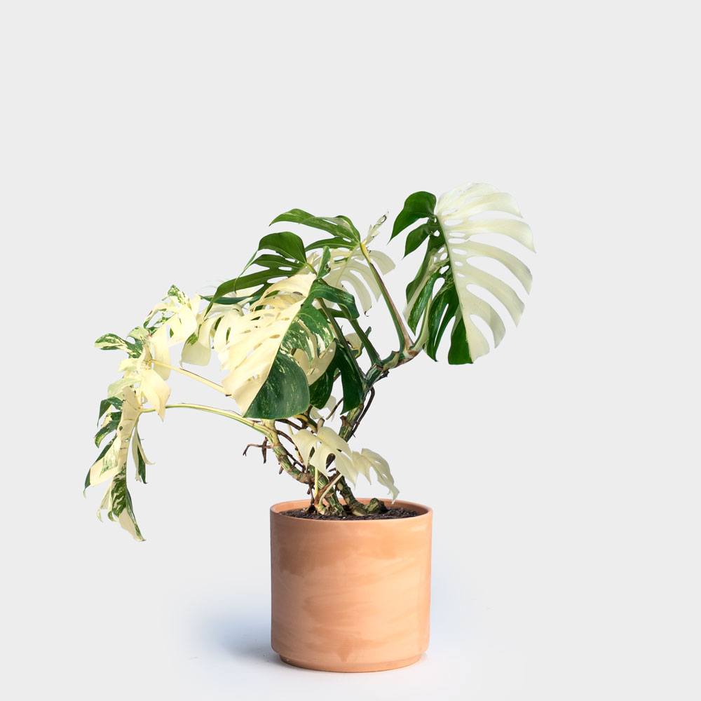 Pertama Kali Memilih Tanaman Hias? Simak Menurut Zodiak