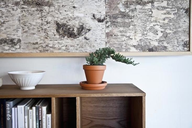 Pertama Kali Memilih Tanaman Hias? Simak Menurut Zodiak