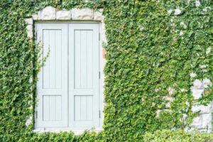 Kenali Tanaman Rambat Ini, Solusi Praktis Rumah Cantik