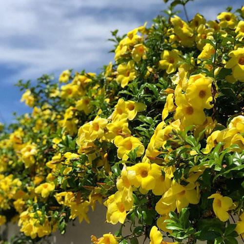 Tanaman Rambat, Bunga Alamanda