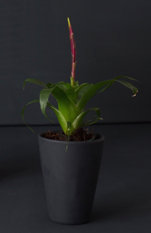 Pertama Kali Memilih Tanaman Hias? Simak Menurut Zodiak