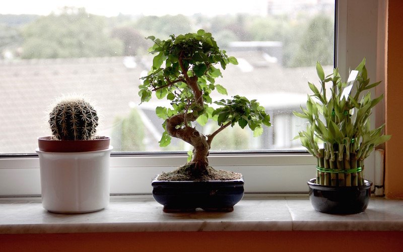 Pertama Kali Memilih Tanaman Hias? Simak Menurut Zodiak