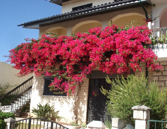 Tanaman Rambat, Bougenville