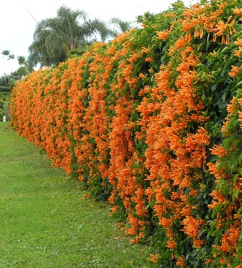 Tanaman Rambat, Flame of Irian