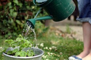 Suka Tanaman Hias? Wajib Punya 6 Alat Bertanam Ini