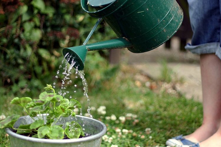 Suka Tanaman Hias? Wajib Punya 6 Alat Bertanam Ini