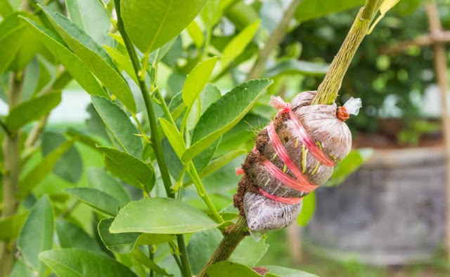Menanam Biji atau Mencangkok Mana Yang Lebih Baik CASA Indonesia 8