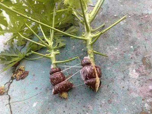 Menanam Biji atau Mencangkok Mana Yang Lebih Baik CASA Indonesia 9