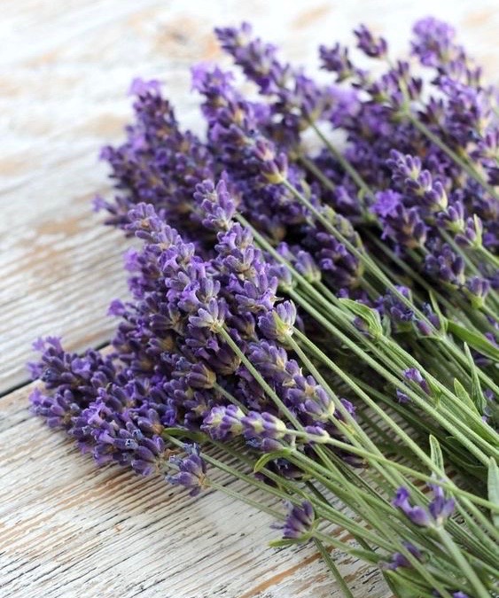 Khasiat Hebat Macam-Macam Tanaman Toga CASA Indonesia 1