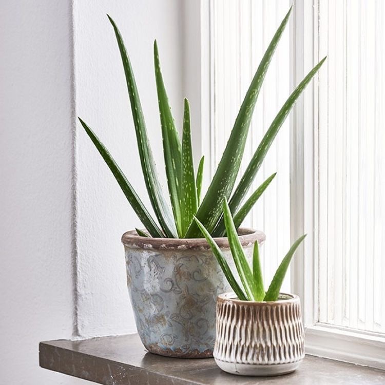 Khasiat Hebat Macam-Macam Tanaman Toga CASA Indonesia 6