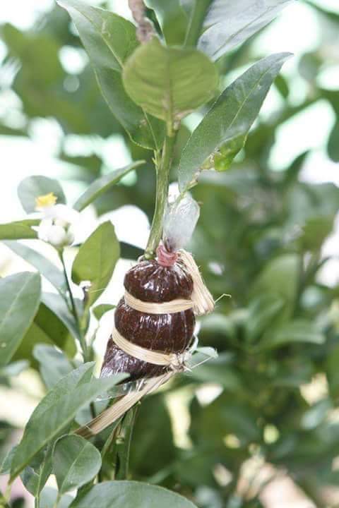 Menanam Biji atau Mencangkok Mana Yang Lebih Baik CASA Indonesia 7