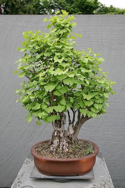 Khasiat Hebat Macam-Macam Tanaman Toga CASA Indonesia 4