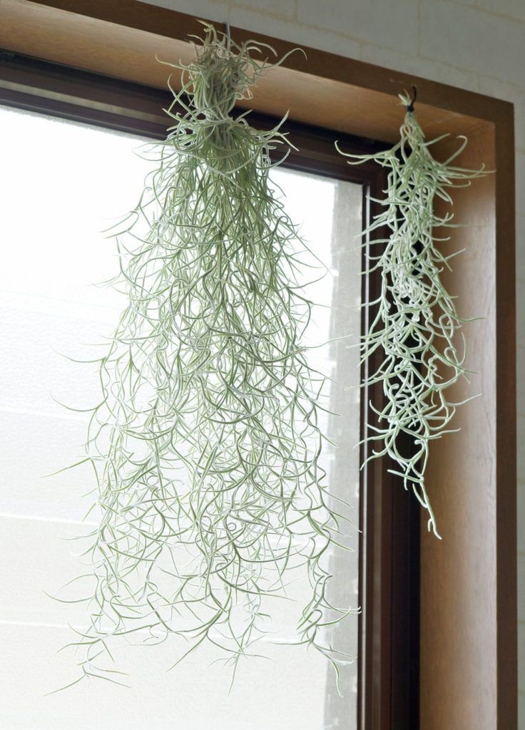 Ingin Punya Tanaman Hias Unik Tanaman Rumbai Solusinya CASA Indonesia 1