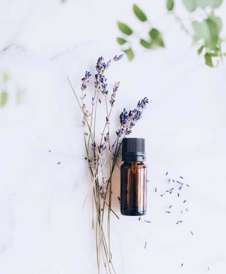 Khasiat Hebat Macam-Macam Tanaman Toga CASA Indonesia 16