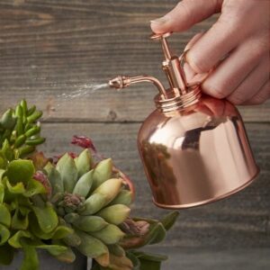 Punya Tanaman Hias? Jagalah Kualitas Air Menyiramnya!