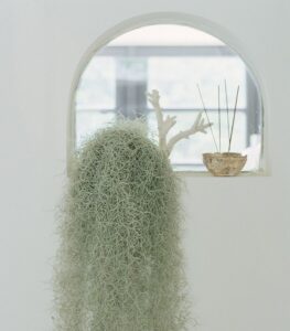 Ingin Punya Tanaman Hias Unik? Tanaman Rumbai Solusinya