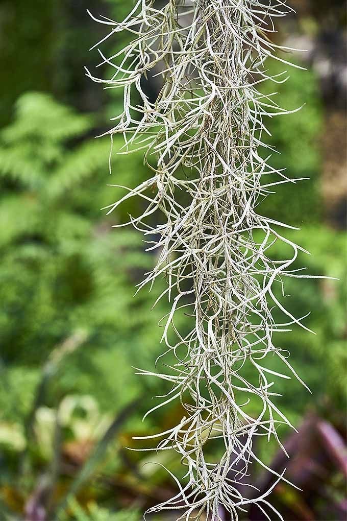 Ingin Punya Tanaman Hias Unik Tanaman Rumbai Solusinya CASA Indonesia 6