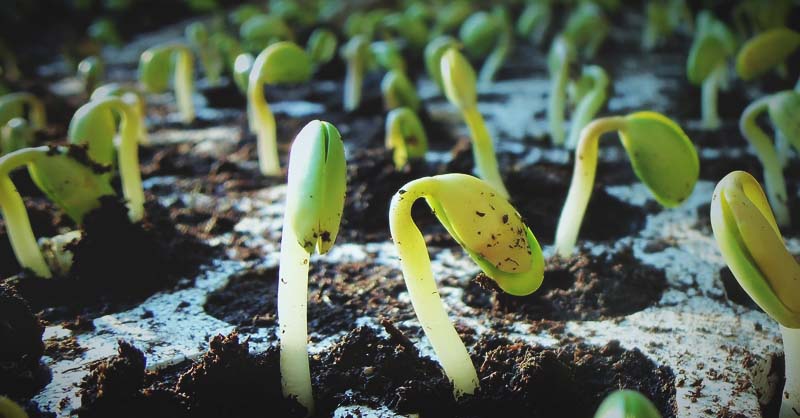 Menanam Biji atau Mencangkok Mana Yang Lebih Baik CASA Indonesia 6