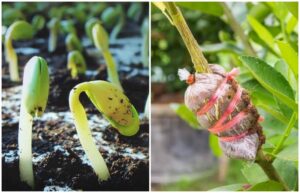 Menanam Biji atau Mencangkok? Mana Yang Lebih Baik?