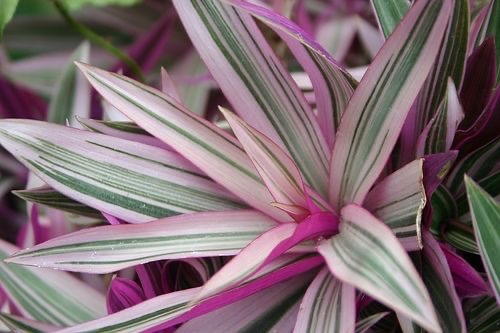 Khasiat Hebat Macam-Macam Tanaman Toga CASA Indonesia 13