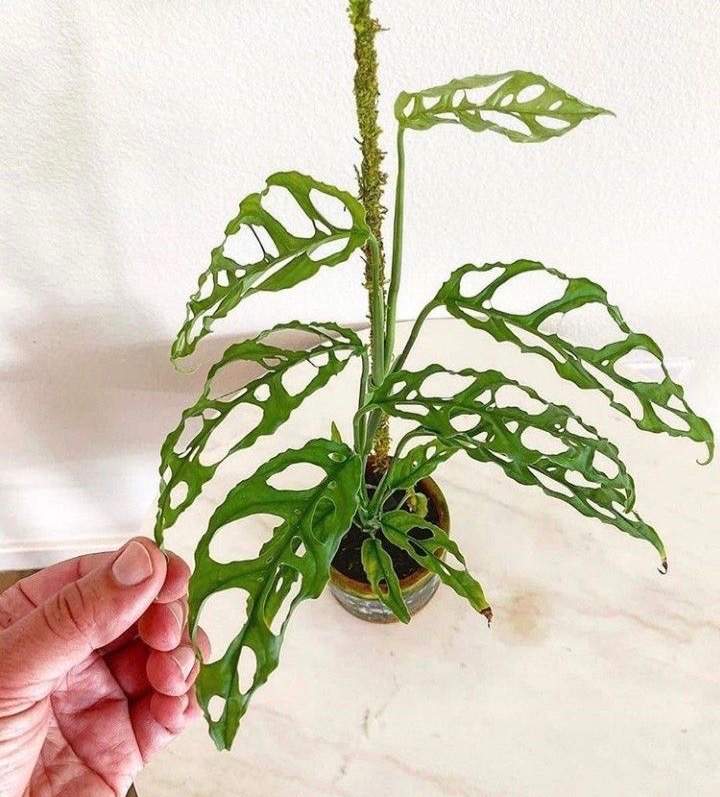 Asal Usul Namanya Fakta Menarik Tanaman Janda Bolong CASA Indonesia 8