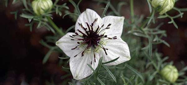 Khasiat Hebat Macam-Macam Tanaman Toga CASA Indonesia 2