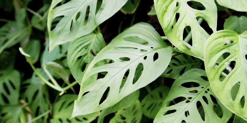 Asal Usul Namanya Fakta Menarik Tanaman Janda Bolong CASA Indonesia 4