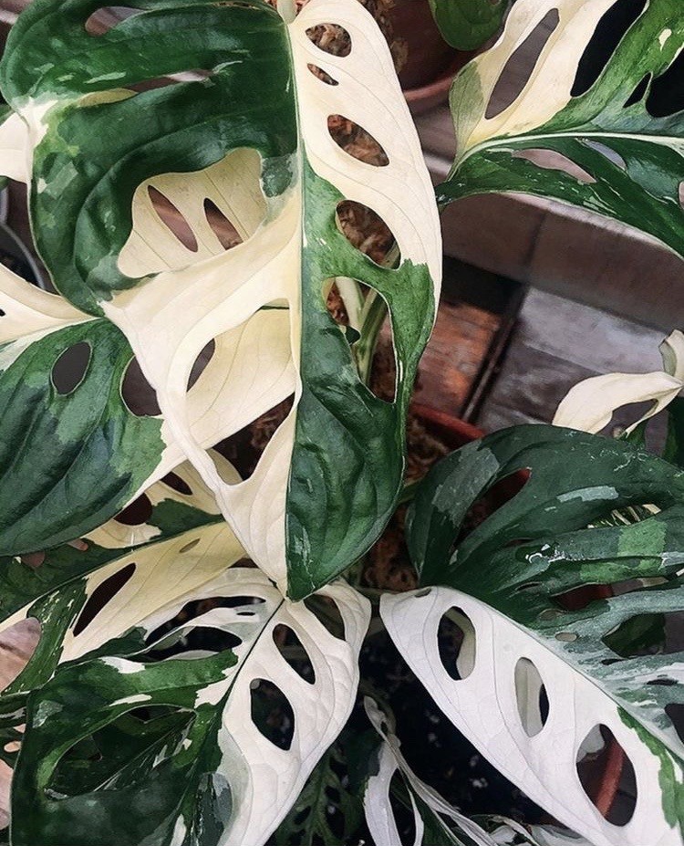 Asal Usul Namanya Fakta Menarik Tanaman Janda Bolong CASA Indonesia 7