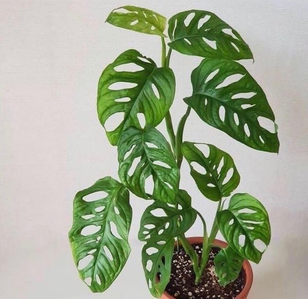 Asal Usul Namanya Fakta Menarik Tanaman Janda Bolong CASA Indonesia 1