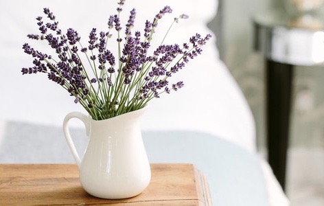 Khasiat Hebat Macam-Macam Tanaman Toga CASA Indonesia 15