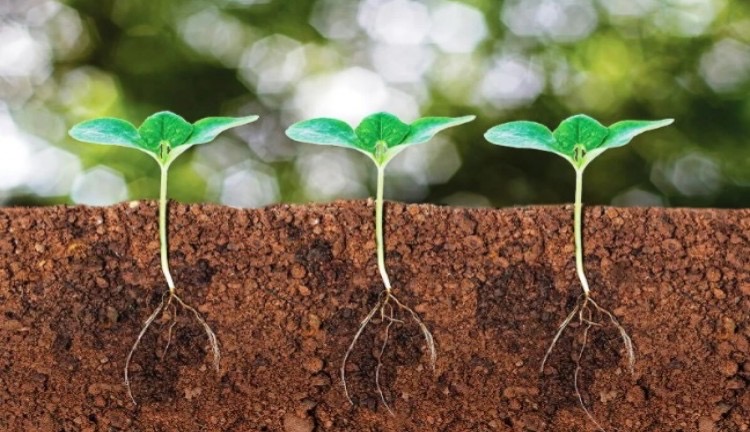 Menanam Biji atau Mencangkok Mana Yang Lebih Baik CASA Indonesia 3