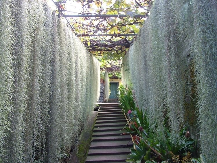 Ingin Punya Tanaman Hias Unik Tanaman Rumbai Solusinya CASA Indonesia 4