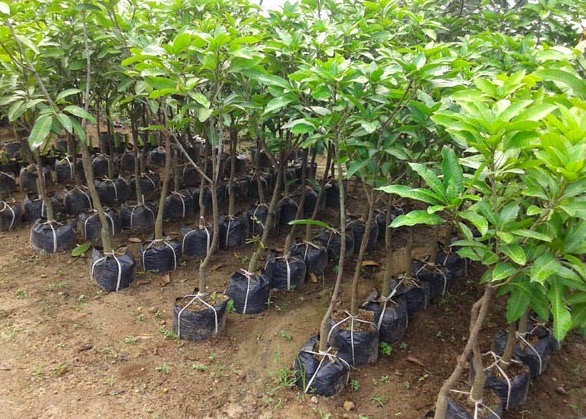 Menanam Biji atau Mencangkok Mana Yang Lebih Baik CASA Indonesia 10