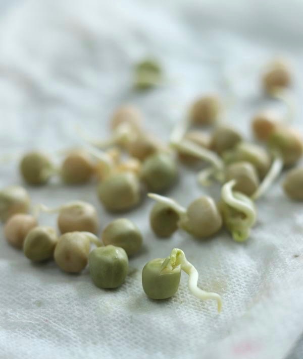 Menanam Biji atau Mencangkok Mana Yang Lebih Baik CASA Indonesia 4