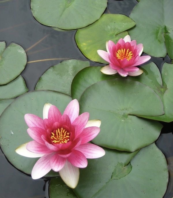 Khasiat Hebat Macam-Macam Tanaman Toga CASA Indonesia 18