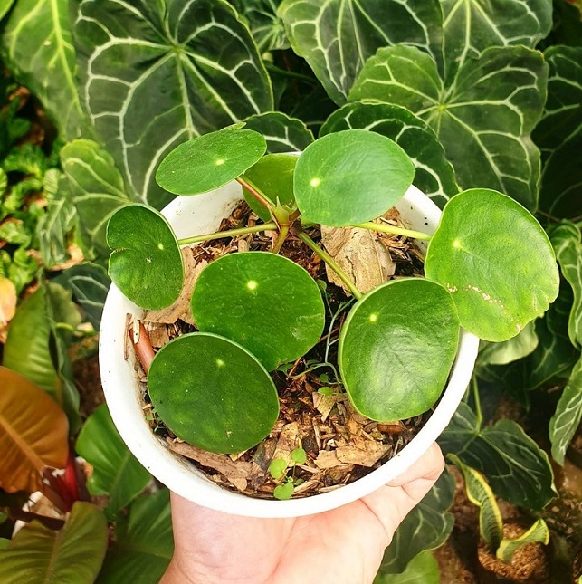 Dekor Rustik di Rumah Modern 5 Produk Ini Wajib Ada 1