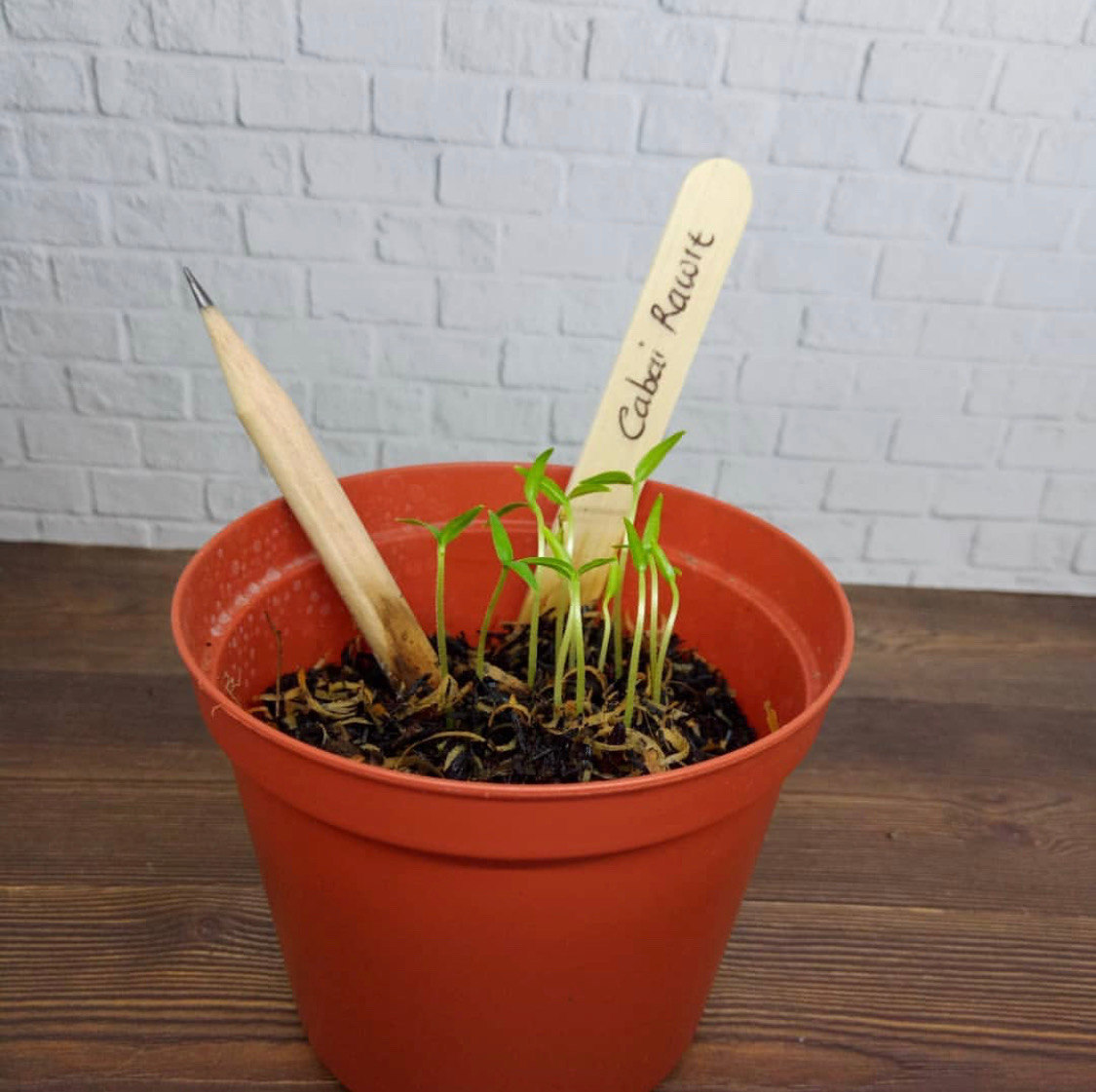 Hobi Dekor Tanaman Cek Produk Cantik di Urban Jungle CASA Indonesia 3