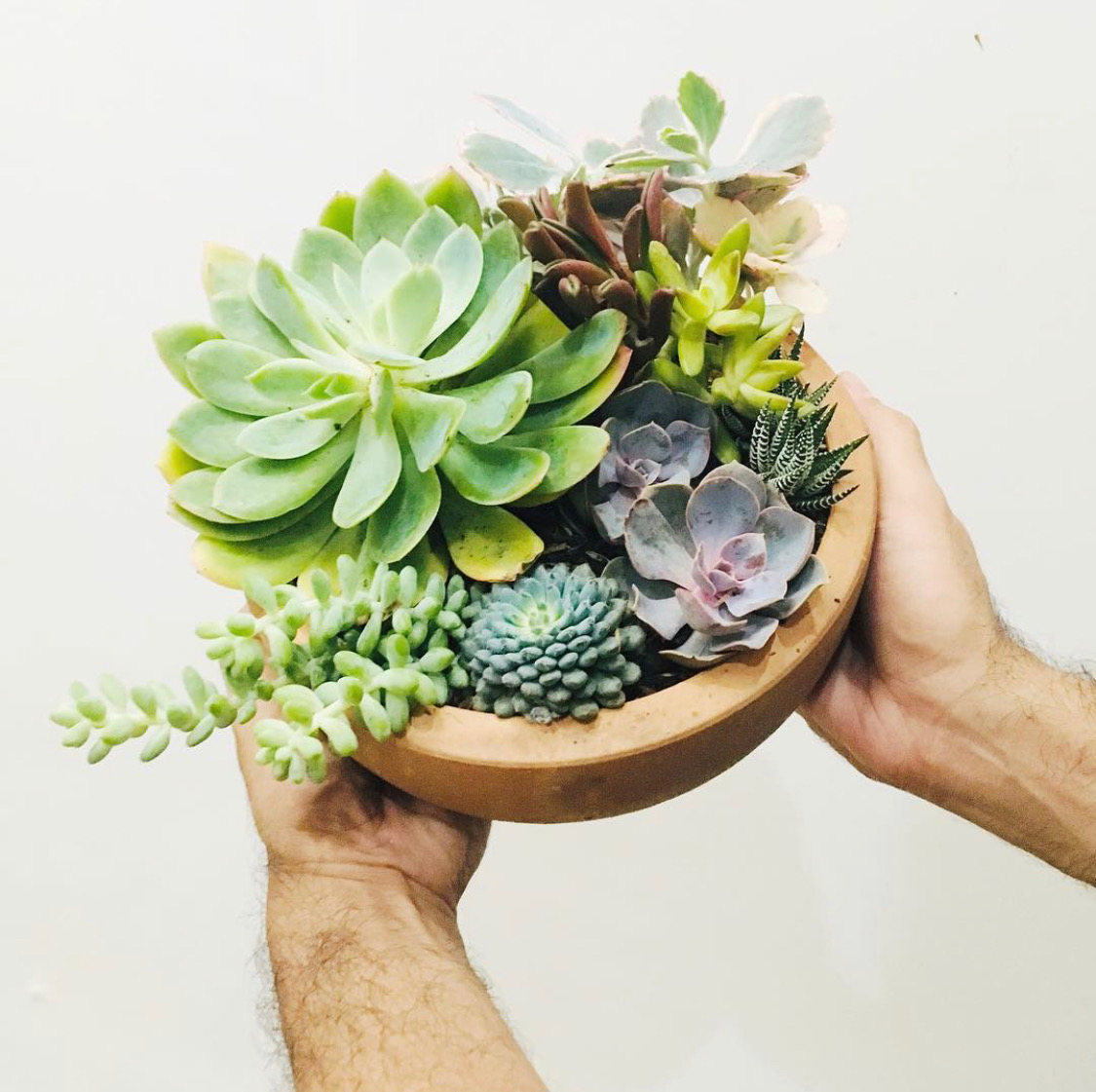 Hobi Dekor Tanaman Cek Produk Cantik di Urban Jungle CASA Indonesia 7