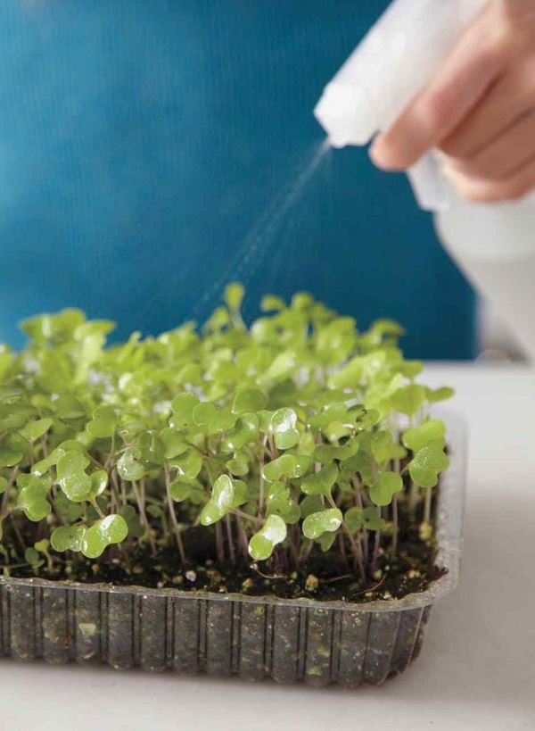 Ingin Menanam Microgreen Simak Cara dan Kebutuhannya CASA Indonesia 3