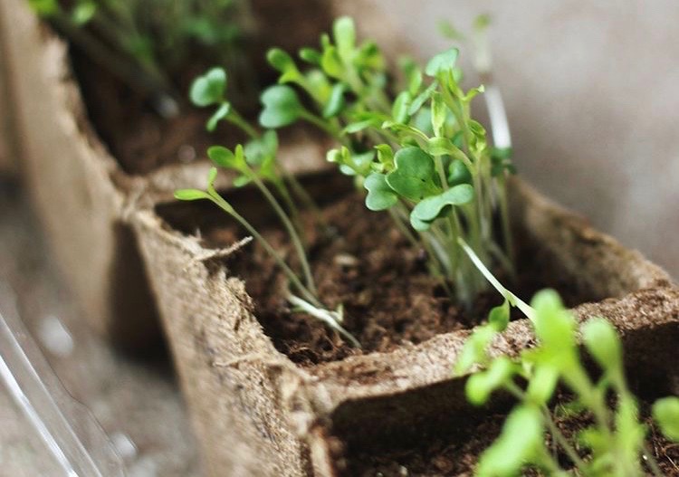 Ingin Menanam Microgreen? Simak Cara dan Kebutuhannya!