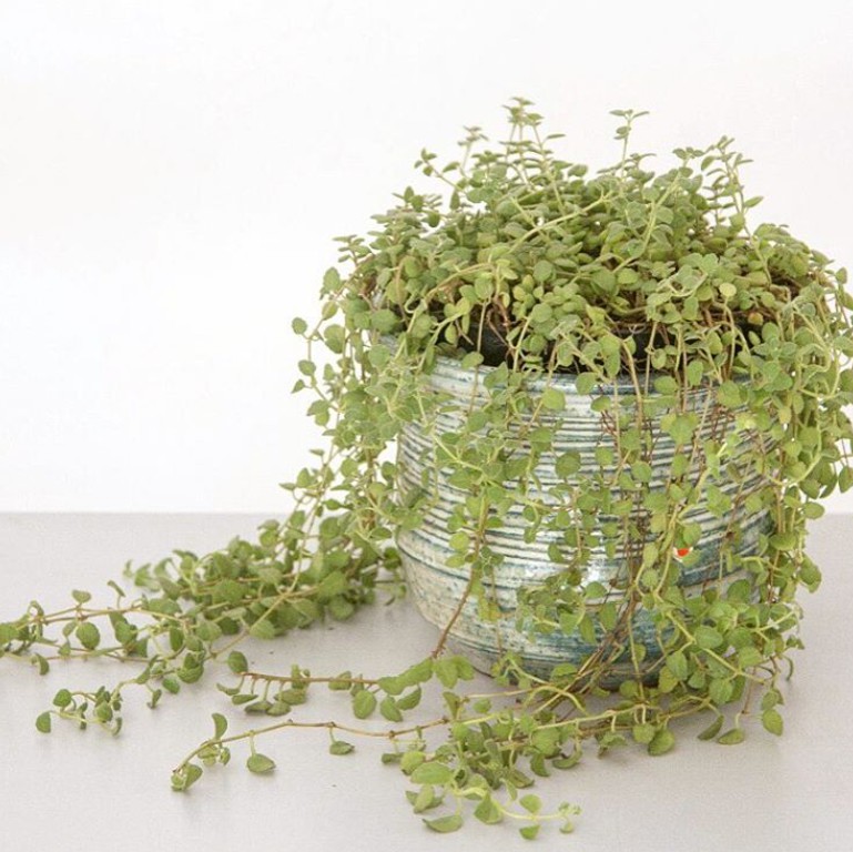 Hunting Tanaman Merambat yang Cantik di Urban Jungle!