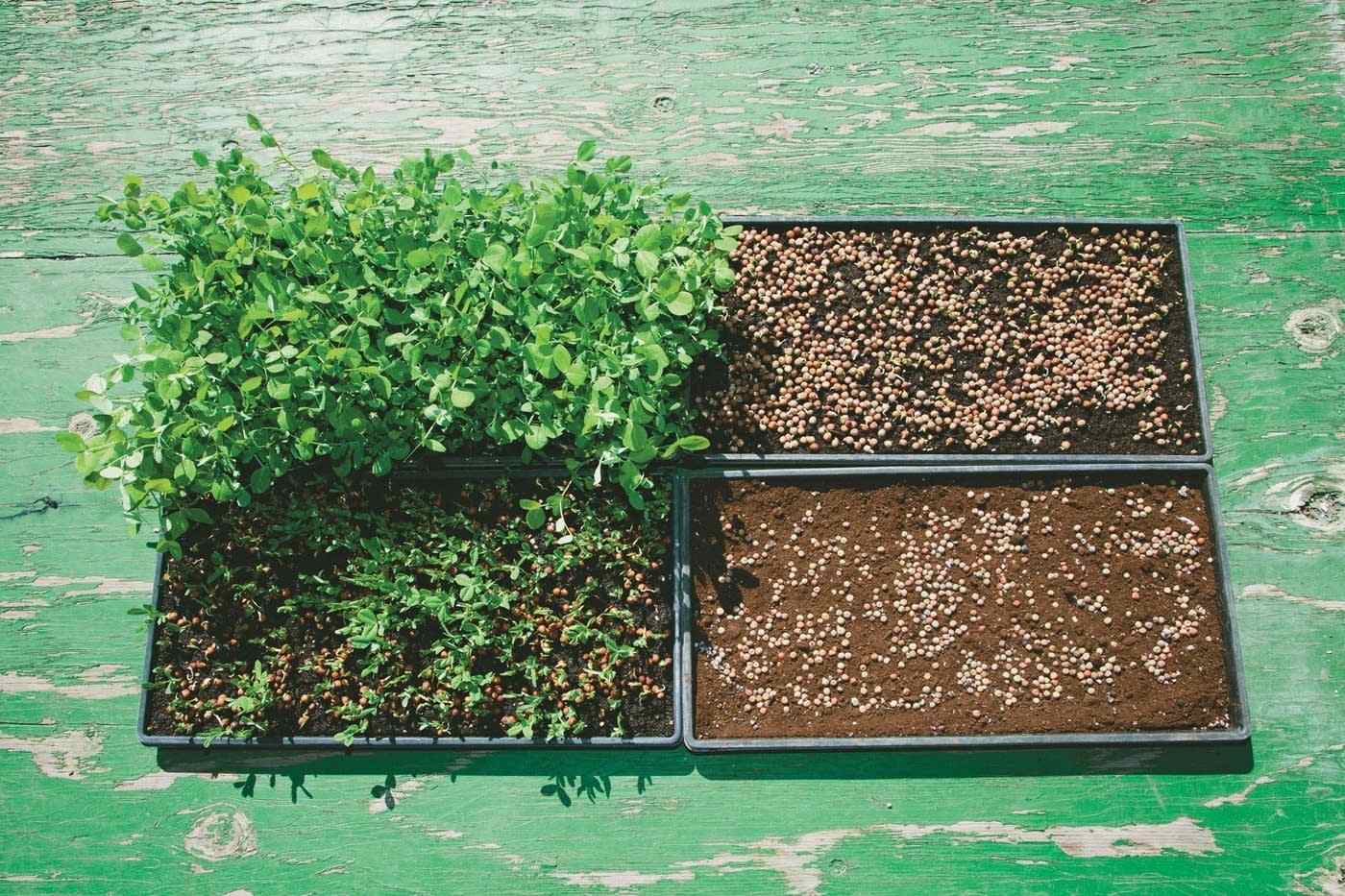 Ingin Menanam Microgreen Simak Cara dan Kebutuhannya CASA Indonesia 6