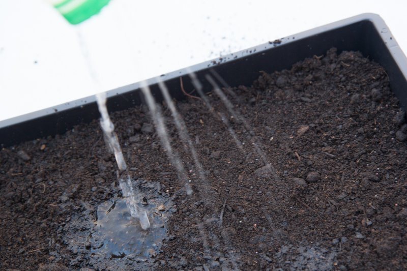 Ingin Menanam Microgreen Simak Cara dan Kebutuhannya CASA Indonesia 5