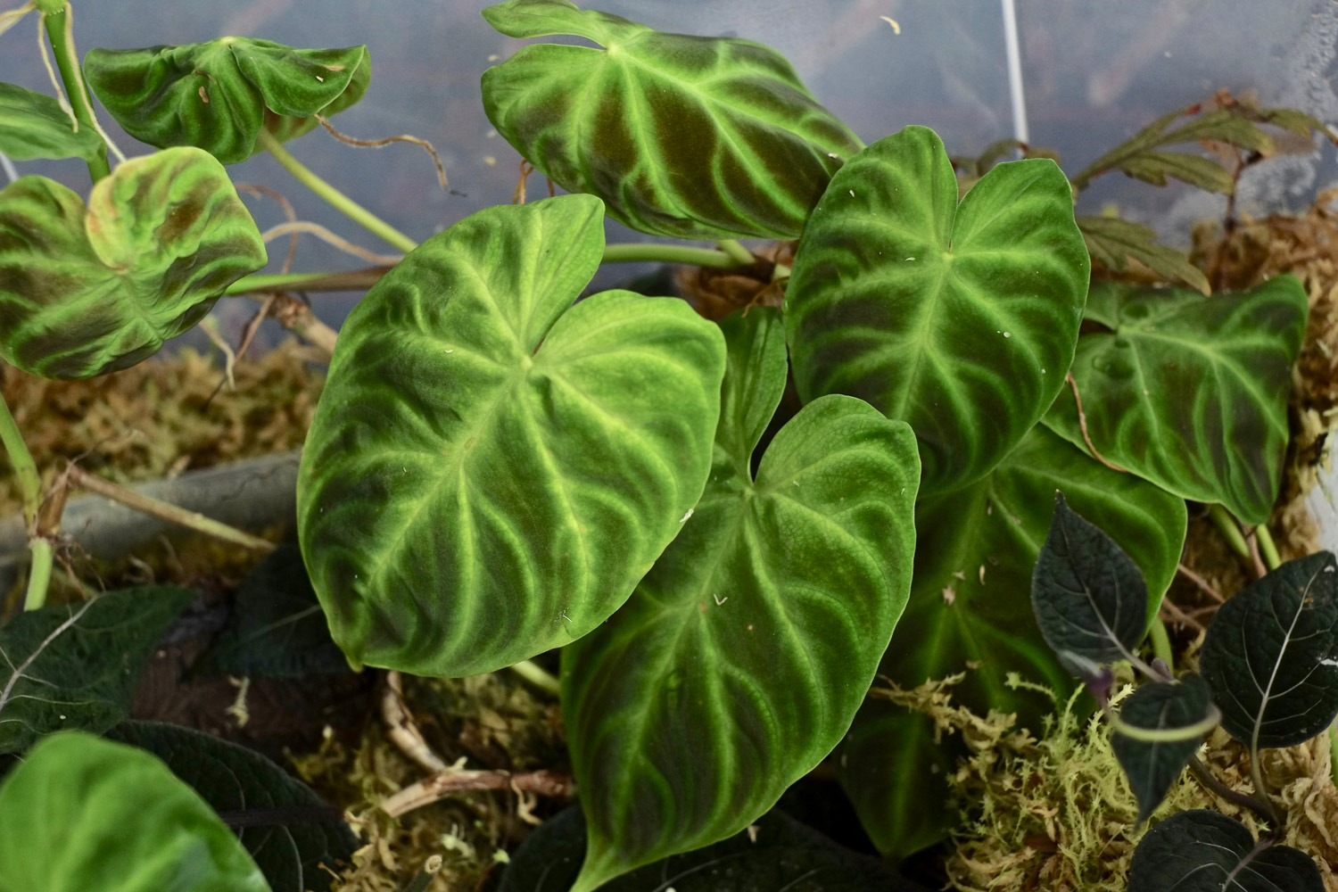 Jenis Media Tanam Yang Tepat Untuk Philodendron