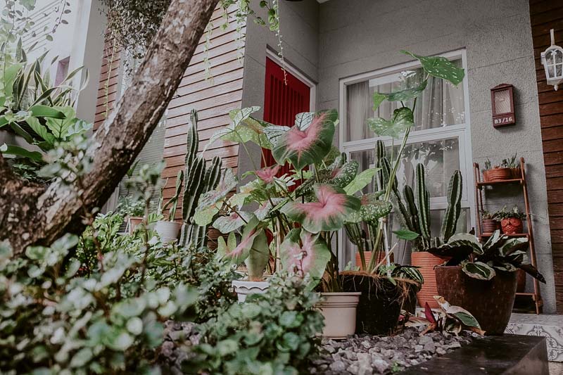 Dijamin Cantik! Tips Taman Minimalis Untuk Rumah Anda