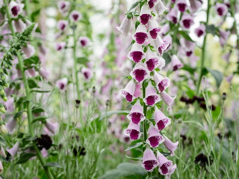 Tanaman Ini Cantik Tapi Beracun CASA Indonesia