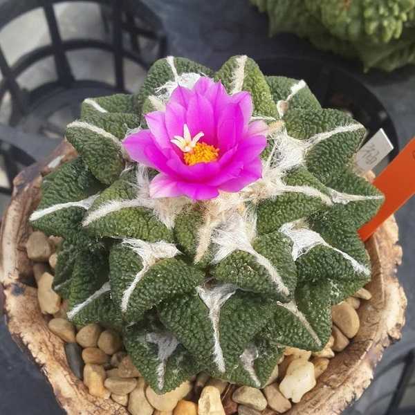 7 Jenis Kaktus Mini Kaktus Hias CASA Indonesia