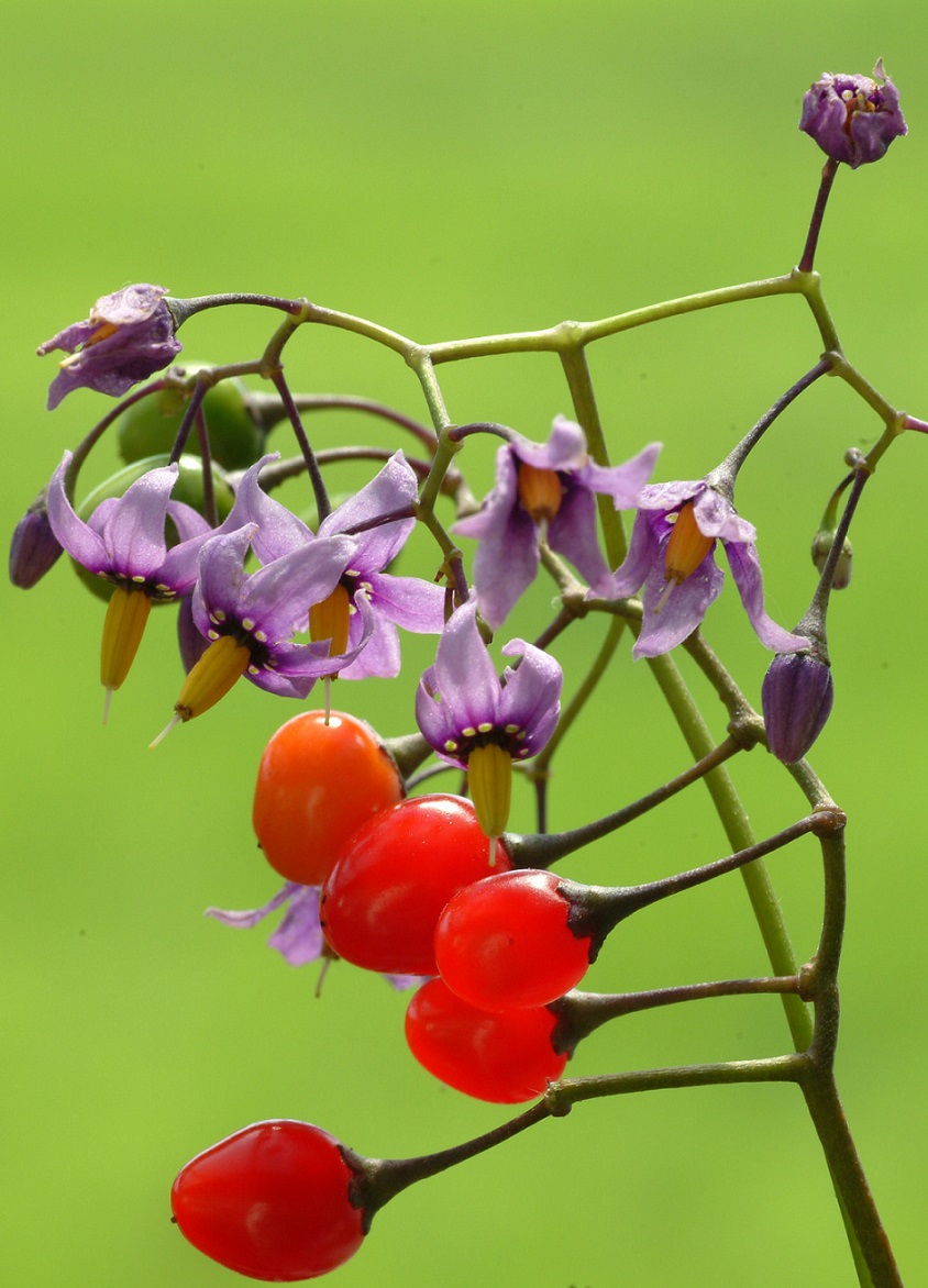 Tanaman Ini Cantik Tapi Beracun CASA Indonesia