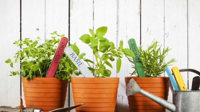 6 Tanaman Toga Penuh Manfaat, Bisa Ditanam di Rumah!