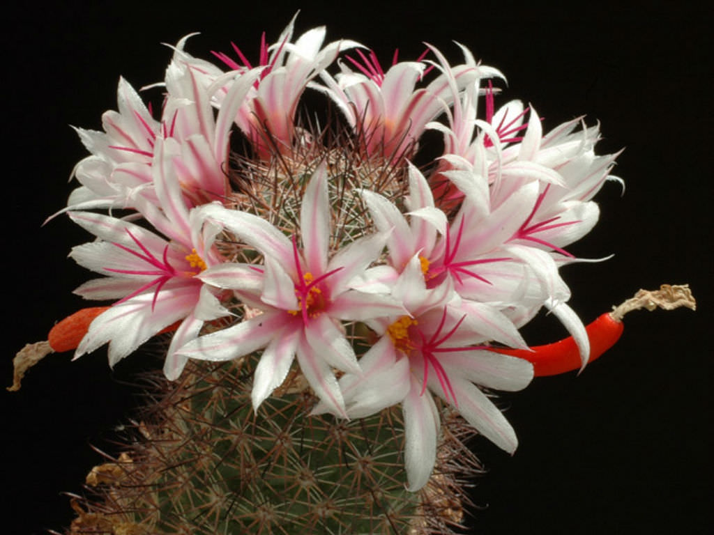 7 Jenis Kaktus Mini Kaktus Hias CASA Indonesia